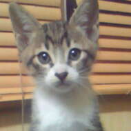 <br />
<b>Warning</b>:  Undefined variable $userID in <b>/home/petwa/pochi-tama.net/public_html/wp-content/themes/pet/single.php</b> on line <b>278</b><br />
Cat protection心誠