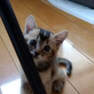 <br />
<b>Warning</b>:  Undefined variable $userID in <b>/home/petwa/pochi-tama.net/public_html/wp-content/themes/pet/single.php</b> on line <b>278</b><br />
みょうがちゃん