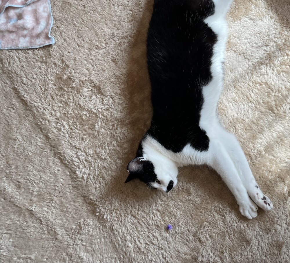 <br />
<b>Warning</b>:  Undefined variable $userID in <b>/home/petwa/pochi-tama.net/public_html/wp-content/themes/pet/single.php</b> on line <b>278</b><br />
chee_necodamari