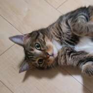 <br />
<b>Warning</b>:  Undefined variable $userID in <b>/home/petwa/pochi-tama.net/public_html/wp-content/themes/pet/single.php</b> on line <b>278</b><br />
ぱぴこ94