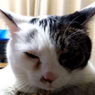 <br />
<b>Warning</b>:  Undefined variable $userID in <b>/home/petwa/pochi-tama.net/public_html/wp-content/themes/pet/single.php</b> on line <b>278</b><br />
名前はまだにゃい