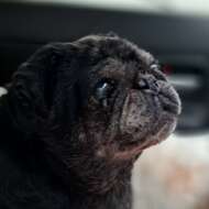 <br />
<b>Warning</b>:  Undefined variable $userID in <b>/home/petwa/pochi-tama.net/public_html/wp-content/themes/pet/single-joutokai.php</b> on line <b>148</b><br />
ポンユミ