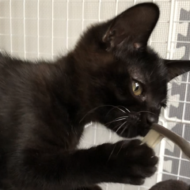 <br />
<b>Warning</b>:  Undefined variable $userID in <b>/home/petwa/pochi-tama.net/public_html/wp-content/themes/pet/single.php</b> on line <b>278</b><br />
ひしゃまる