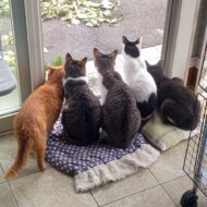 <br />
<b>Warning</b>:  Undefined variable $userID in <b>/home/petwa/pochi-tama.net/public_html/wp-content/themes/pet/single.php</b> on line <b>278</b><br />
maru