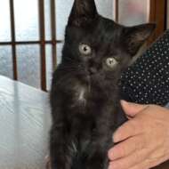 <br />
<b>Warning</b>:  Undefined variable $userID in <b>/home/petwa/pochi-tama.net/public_html/wp-content/themes/pet/single.php</b> on line <b>278</b><br />
イガッチ