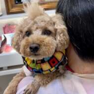 <br />
<b>Warning</b>:  Undefined variable $userID in <b>/home/petwa/pochi-tama.net/public_html/wp-content/themes/pet/single.php</b> on line <b>278</b><br />
でぐ