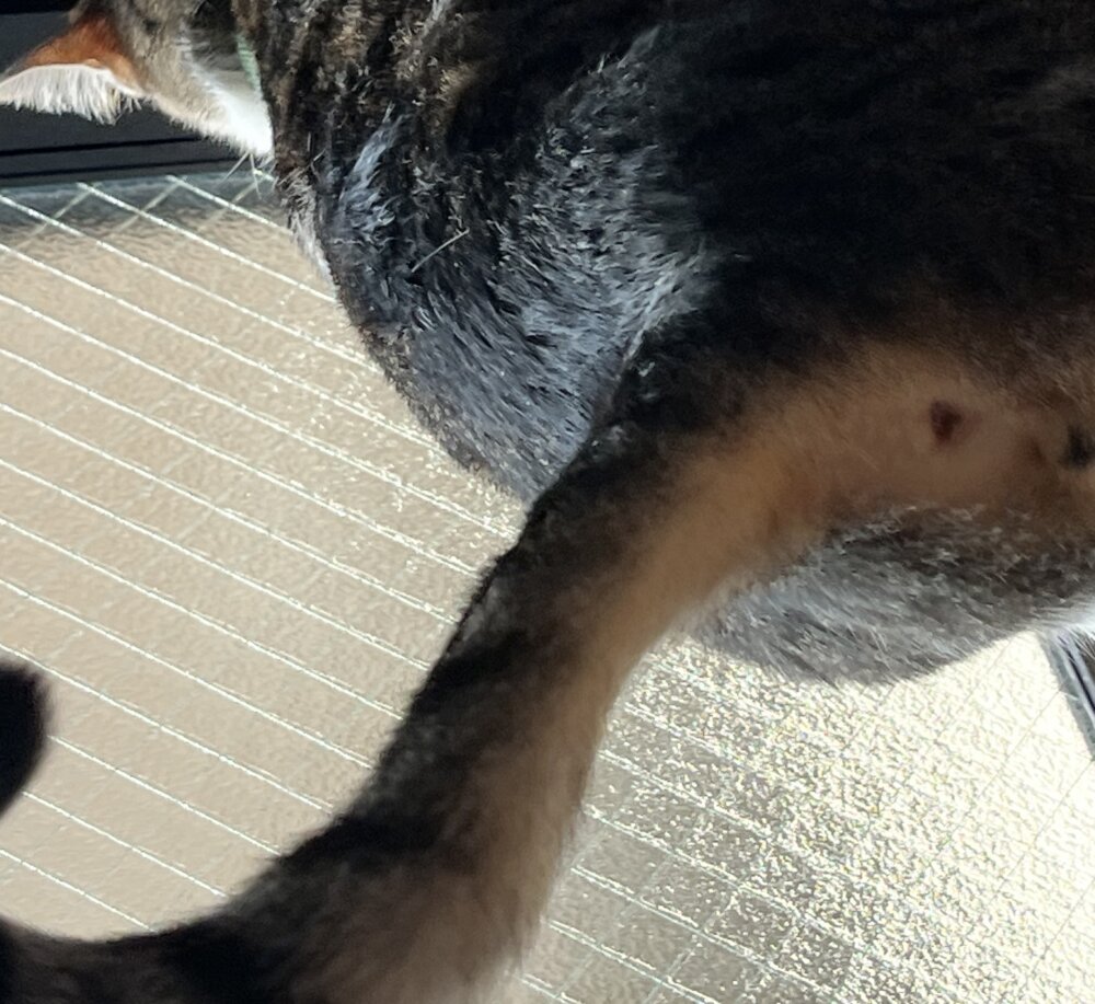 <br />
<b>Warning</b>:  Undefined variable $userID in <b>/home/petwa/pochi-tama.net/public_html/wp-content/themes/pet/single.php</b> on line <b>278</b><br />
こはく