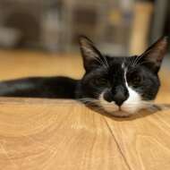 <br />
<b>Warning</b>:  Undefined variable $userID in <b>/home/petwa/pochi-tama.net/public_html/wp-content/themes/pet/single.php</b> on line <b>278</b><br />
ねこまま