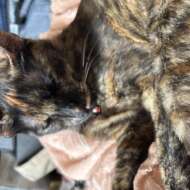 <br />
<b>Warning</b>:  Undefined variable $userID in <b>/home/petwa/pochi-tama.net/public_html/wp-content/themes/pet/single-volunteer.php</b> on line <b>198</b><br />
なお