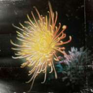 <br />
<b>Warning</b>:  Undefined variable $userID in <b>/home/petwa/pochi-tama.net/public_html/wp-content/themes/pet/single.php</b> on line <b>278</b><br />
菊乃