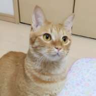 <br />
<b>Warning</b>:  Undefined variable $userID in <b>/home/petwa/pochi-tama.net/public_html/wp-content/themes/pet/single.php</b> on line <b>278</b><br />
こまり