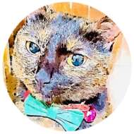 <br />
<b>Warning</b>:  Undefined variable $userID in <b>/home/petwa/pochi-tama.net/public_html/wp-content/themes/pet/single-volunteer.php</b> on line <b>198</b><br />
テスト