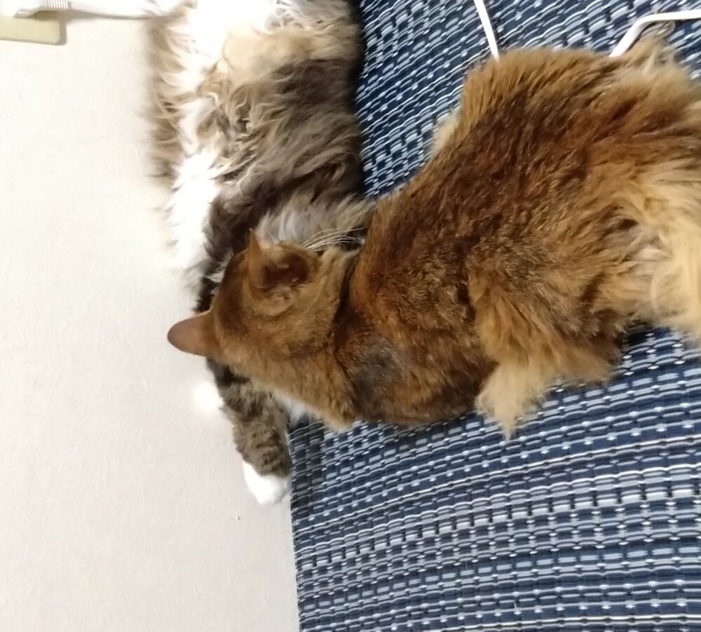 <br />
<b>Warning</b>:  Undefined variable $userID in <b>/home/petwa/pochi-tama.net/public_html/wp-content/themes/pet/single-volunteer.php</b> on line <b>198</b><br />
ぎんこじ