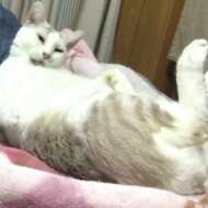 <br />
<b>Warning</b>:  Undefined variable $userID in <b>/home/petwa/pochi-tama.net/public_html/wp-content/themes/pet/single.php</b> on line <b>278</b><br />
きくちゃんです