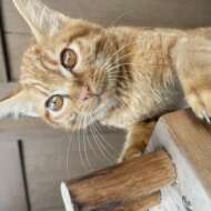 <br />
<b>Warning</b>:  Undefined variable $userID in <b>/home/petwa/pochi-tama.net/public_html/wp-content/themes/pet/single-joutokai.php</b> on line <b>148</b><br />
真野北アニマルレスキュー