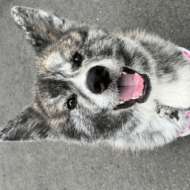 <br />
<b>Warning</b>:  Undefined variable $userID in <b>/home/petwa/pochi-tama.net/public_html/wp-content/themes/pet/single-volunteer.php</b> on line <b>198</b><br />
この