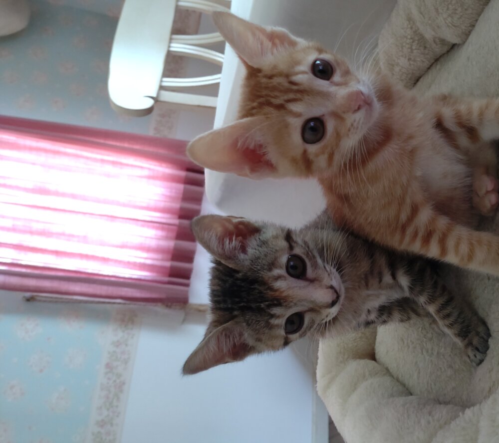 <br />
<b>Warning</b>:  Undefined variable $userID in <b>/home/petwa/pochi-tama.net/public_html/wp-content/themes/pet/single.php</b> on line <b>278</b><br />
しずく