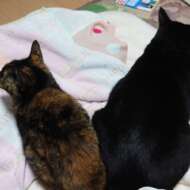 <br />
<b>Warning</b>:  Undefined variable $userID in <b>/home/petwa/pochi-tama.net/public_html/wp-content/themes/pet/single.php</b> on line <b>278</b><br />
ももあんず