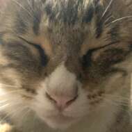 <br />
<b>Warning</b>:  Undefined variable $userID in <b>/home/petwa/pochi-tama.net/public_html/wp-content/themes/pet/single.php</b> on line <b>278</b><br />
さんちゃん