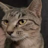 <br />
<b>Warning</b>:  Undefined variable $userID in <b>/home/petwa/pochi-tama.net/public_html/wp-content/themes/pet/single.php</b> on line <b>278</b><br />
丸山ユキポン