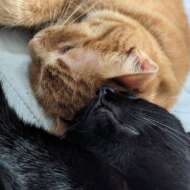 <br />
<b>Warning</b>:  Undefined variable $userID in <b>/home/petwa/pochi-tama.net/public_html/wp-content/themes/pet/single.php</b> on line <b>278</b><br />
杏果林ママ