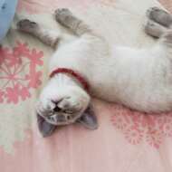 <br />
<b>Warning</b>:  Undefined variable $userID in <b>/home/petwa/pochi-tama.net/public_html/wp-content/themes/pet/single.php</b> on line <b>278</b><br />
チャッピー