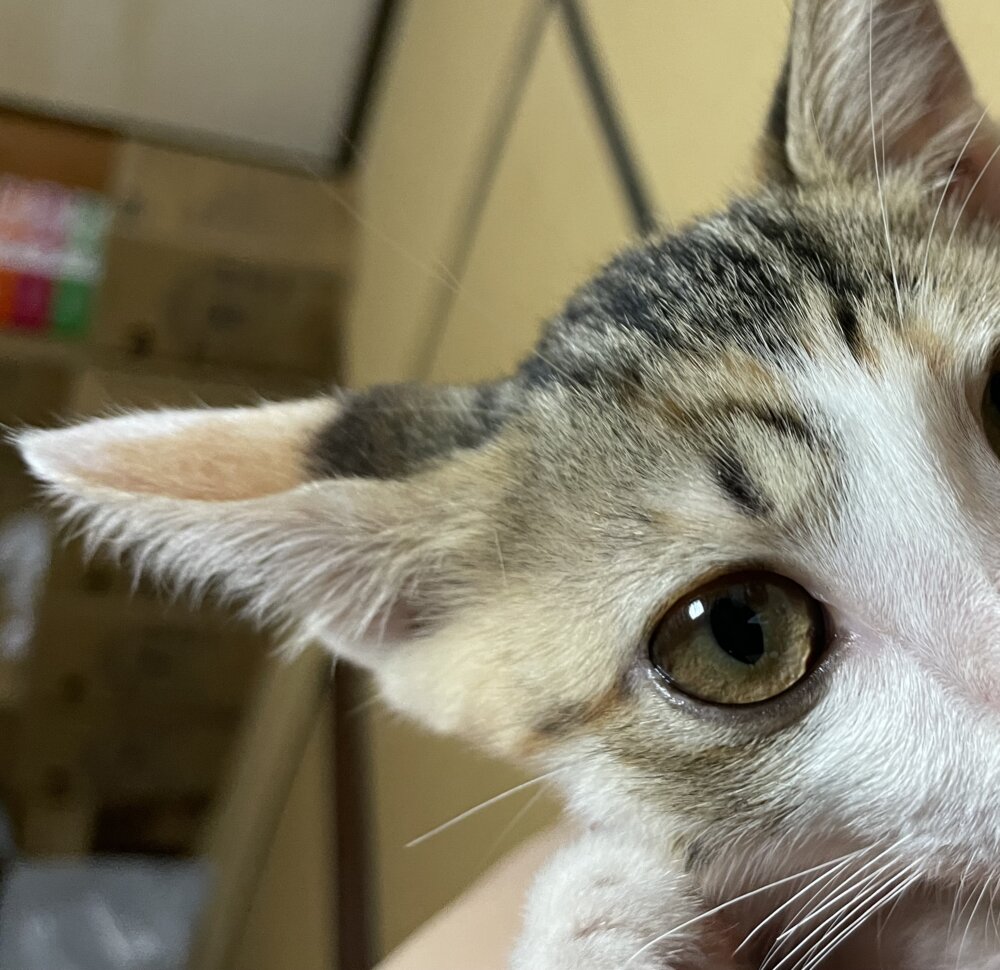 <br />
<b>Warning</b>:  Undefined variable $userID in <b>/home/petwa/pochi-tama.net/public_html/wp-content/themes/pet/single.php</b> on line <b>278</b><br />
ちゅん