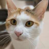 <br />
<b>Warning</b>:  Undefined variable $userID in <b>/home/petwa/pochi-tama.net/public_html/wp-content/themes/pet/single.php</b> on line <b>278</b><br />
ビーンズ