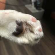 <br />
<b>Warning</b>:  Undefined variable $userID in <b>/home/petwa/pochi-tama.net/public_html/wp-content/themes/pet/single.php</b> on line <b>278</b><br />
Kane