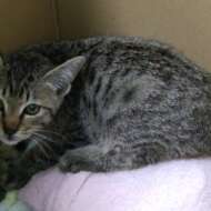 <br />
<b>Warning</b>:  Undefined variable $userID in <b>/home/petwa/pochi-tama.net/public_html/wp-content/themes/pet/single.php</b> on line <b>278</b><br />
ロドル