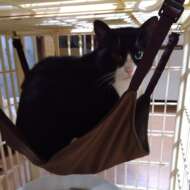 <br />
<b>Warning</b>:  Undefined variable $userID in <b>/home/petwa/pochi-tama.net/public_html/wp-content/themes/pet/single.php</b> on line <b>278</b><br />
ニャッパシ