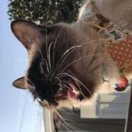 <br />
<b>Warning</b>:  Undefined variable $userID in <b>/home/petwa/pochi-tama.net/public_html/wp-content/themes/pet/single.php</b> on line <b>278</b><br />
うずまき