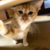 <br />
<b>Warning</b>:  Undefined variable $userID in <b>/home/petwa/pochi-tama.net/public_html/wp-content/themes/pet/single.php</b> on line <b>278</b><br />
ショコ