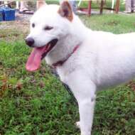 <br />
<b>Warning</b>:  Undefined variable $userID in <b>/home/petwa/pochi-tama.net/public_html/wp-content/themes/pet/single.php</b> on line <b>278</b><br />
内山B子