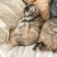 <br />
<b>Warning</b>:  Undefined variable $userID in <b>/home/petwa/pochi-tama.net/public_html/wp-content/themes/pet/single.php</b> on line <b>278</b><br />
みけねこパパ