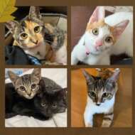 <br />
<b>Warning</b>:  Undefined variable $userID in <b>/home/petwa/pochi-tama.net/public_html/wp-content/themes/pet/single.php</b> on line <b>278</b><br />
にゃんmama