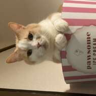 <br />
<b>Warning</b>:  Undefined variable $userID in <b>/home/petwa/pochi-tama.net/public_html/wp-content/themes/pet/single-joutokai.php</b> on line <b>148</b><br />
きなこもち