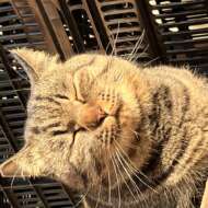 <br />
<b>Warning</b>:  Undefined variable $userID in <b>/home/petwa/pochi-tama.net/public_html/wp-content/themes/pet/single.php</b> on line <b>278</b><br />
おと太郎