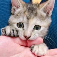 <br />
<b>Warning</b>:  Undefined variable $userID in <b>/home/petwa/pochi-tama.net/public_html/wp-content/themes/pet/single-joutokai.php</b> on line <b>148</b><br />
猫田