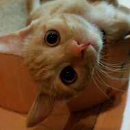 <br />
<b>Warning</b>:  Undefined variable $userID in <b>/home/petwa/pochi-tama.net/public_html/wp-content/themes/pet/single.php</b> on line <b>278</b><br />
Jayme