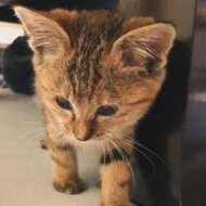 <br />
<b>Warning</b>:  Undefined variable $userID in <b>/home/petwa/pochi-tama.net/public_html/wp-content/themes/pet/single.php</b> on line <b>278</b><br />
ゆうことねねこ