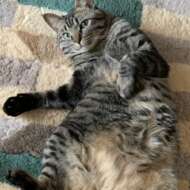 <br />
<b>Warning</b>:  Undefined variable $userID in <b>/home/petwa/pochi-tama.net/public_html/wp-content/themes/pet/single.php</b> on line <b>278</b><br />
ゆか