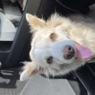 <br />
<b>Warning</b>:  Undefined variable $userID in <b>/home/petwa/pochi-tama.net/public_html/wp-content/themes/pet/single-volunteer.php</b> on line <b>198</b><br />
たろママ