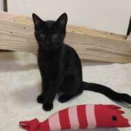 <br />
<b>Warning</b>:  Undefined variable $userID in <b>/home/petwa/pochi-tama.net/public_html/wp-content/themes/pet/single.php</b> on line <b>278</b><br />
ｍｔまーくす