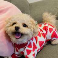 <br />
<b>Warning</b>:  Undefined variable $userID in <b>/home/petwa/pochi-tama.net/public_html/wp-content/themes/pet/single-volunteer.php</b> on line <b>198</b><br />
けーこ