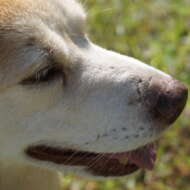 <br />
<b>Warning</b>:  Undefined variable $userID in <b>/home/petwa/pochi-tama.net/public_html/wp-content/themes/pet/single-volunteer.php</b> on line <b>198</b><br />
ことりりん