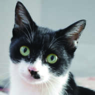 <br />
<b>Warning</b>:  Undefined variable $userID in <b>/home/petwa/pochi-tama.net/public_html/wp-content/themes/pet/single.php</b> on line <b>278</b><br />
レモニィ