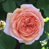 <br />
<b>Warning</b>:  Undefined variable $userID in <b>/home/petwa/pochi-tama.net/public_html/wp-content/themes/pet/single.php</b> on line <b>278</b><br />
ももいろ犬猫☆香川