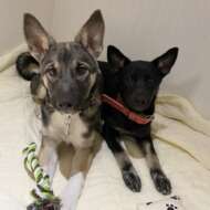 <br />
<b>Warning</b>:  Undefined variable $userID in <b>/home/petwa/pochi-tama.net/public_html/wp-content/themes/pet/single.php</b> on line <b>278</b><br />
ドッグレスキュー　Perrito-ペリート-