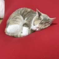 <br />
<b>Warning</b>:  Undefined variable $userID in <b>/home/petwa/pochi-tama.net/public_html/wp-content/themes/pet/single.php</b> on line <b>278</b><br />
クロ